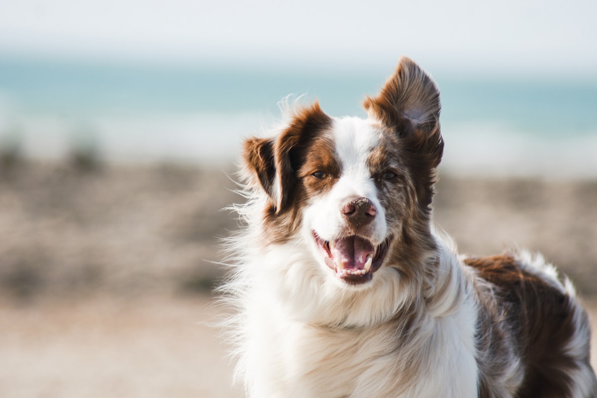 Hund schaut in die Kamera – Symbol für Rosies Geschichte